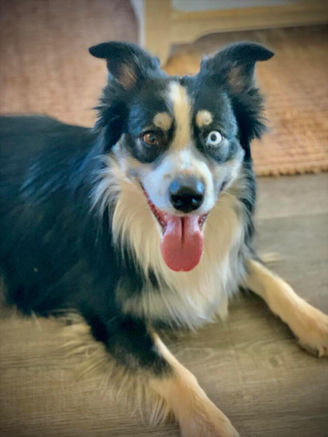 Mr. Bluey found amazing home in TX in 2024!